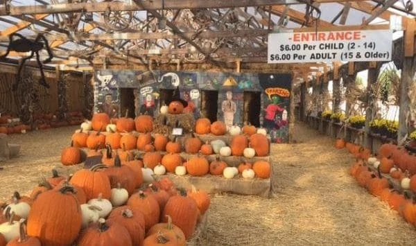 st louis pumpkin patch